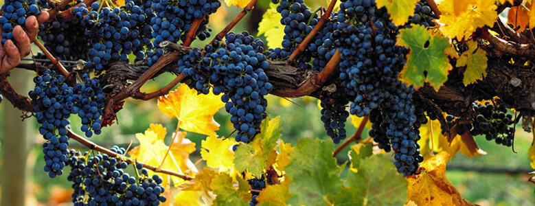 the vines
