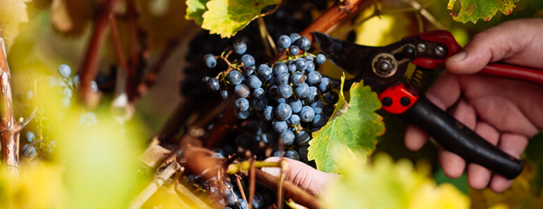 The Harvest