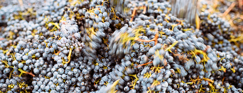 Jacob's Creek Reserve Barossa Shiraz process THE TRANSFER