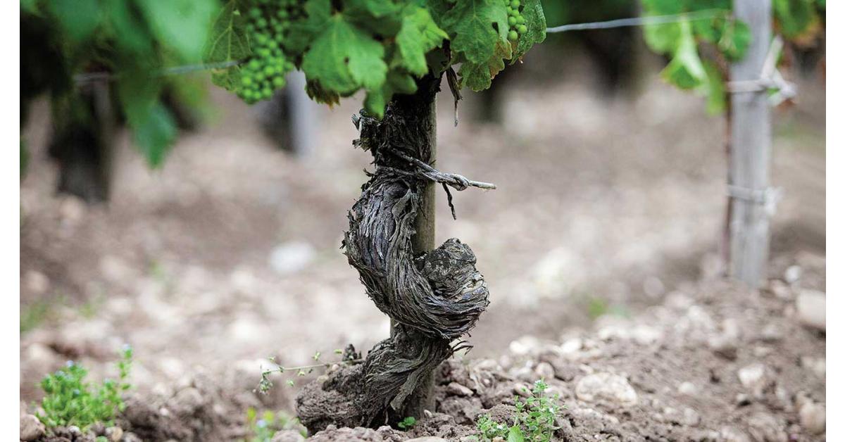 Wine word : Terroir (แตร์รัว)