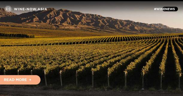 Argentina ร่วมวงไวน์โลกใหม่ เจาะตลาดจีน