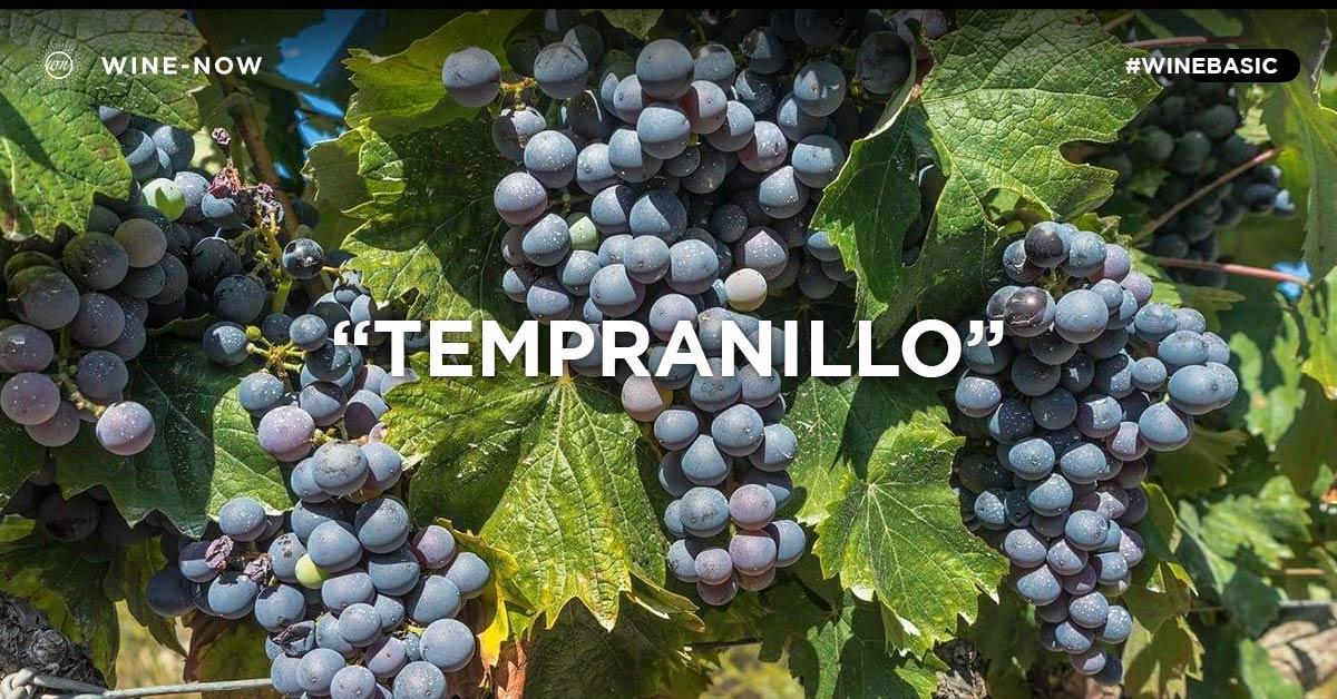 Tempranillo พันธุ์องุ่นแดงชั้นเยี่ยมจาก Spain