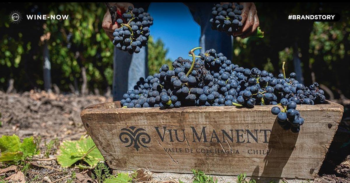 Viu Manent - Family Vineyard ชั้นแนวหน้าของ Chile