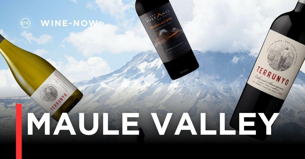 Maule Valley – เสน่ห์ของไวน์ชิลีจากแหล่งปลูกเก่าแก่ที่สุดในประเทศ