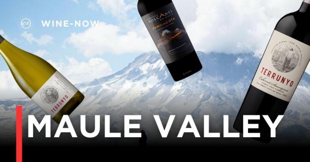 Maule Valley – เสน่ห์ของไวน์ชิลีจากแหล่งปลูกเก่าแก่ที่สุดในประเทศ