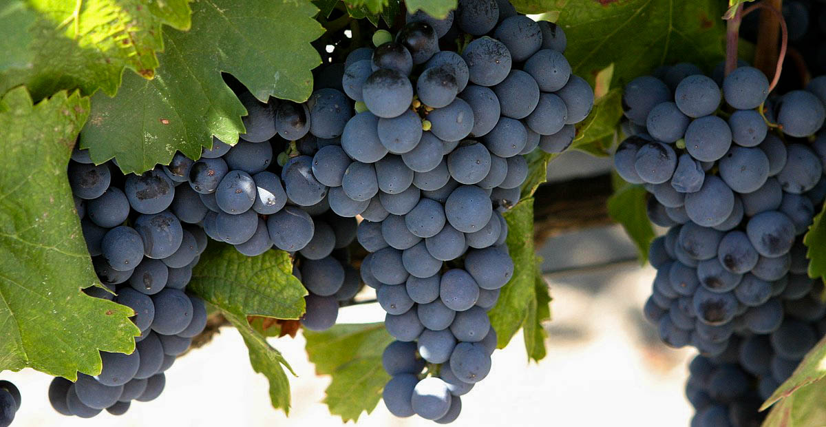Malbec จาก Mendoza อาร์เจนตินา