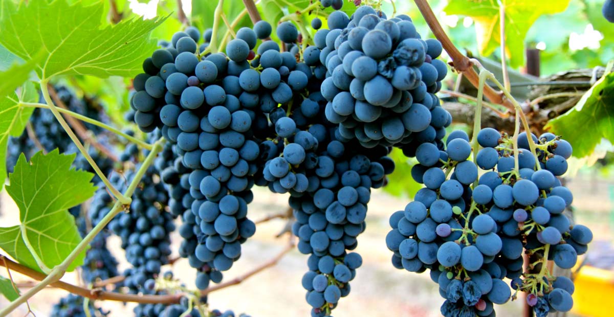 Sangiovese ไวน์อิตาลีจาก Tuscany เช่น Chianti