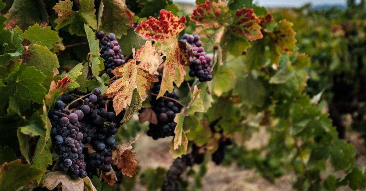 Zinfandel จาก California