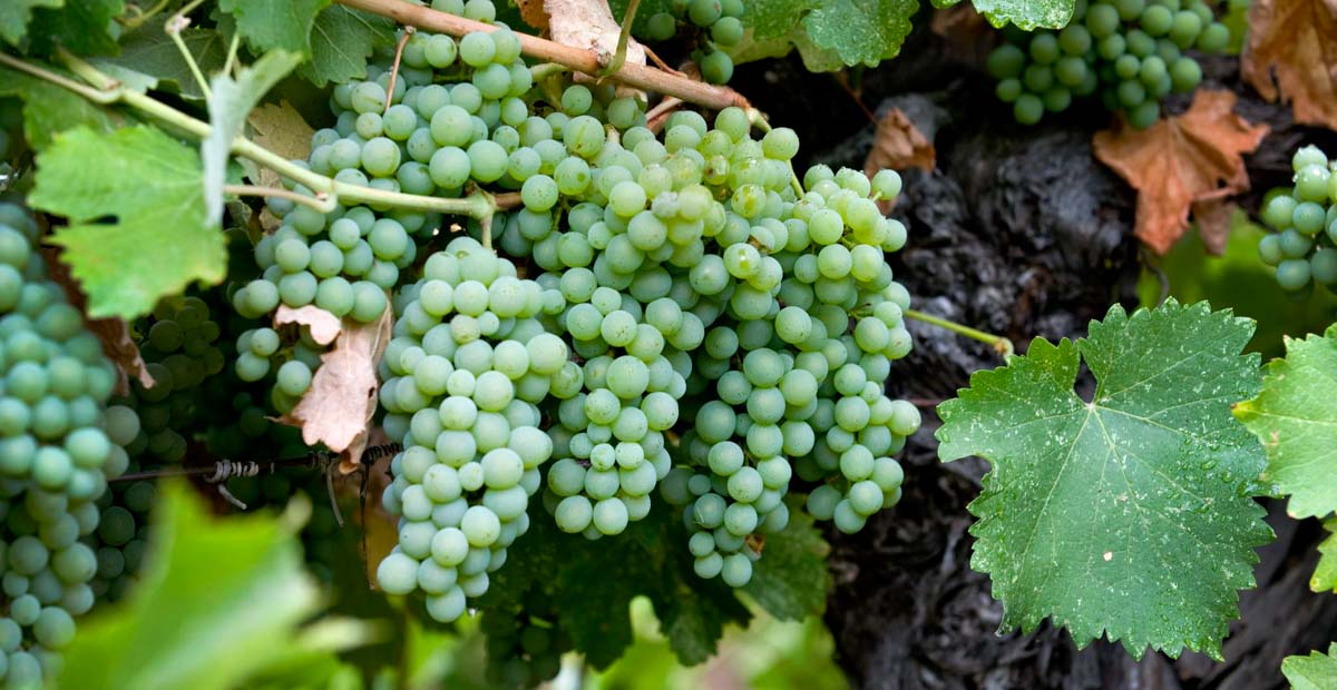 Chenin Blanc ไวน์ขาวหลากสไตล์จาก Loire และแอฟริกาใต้