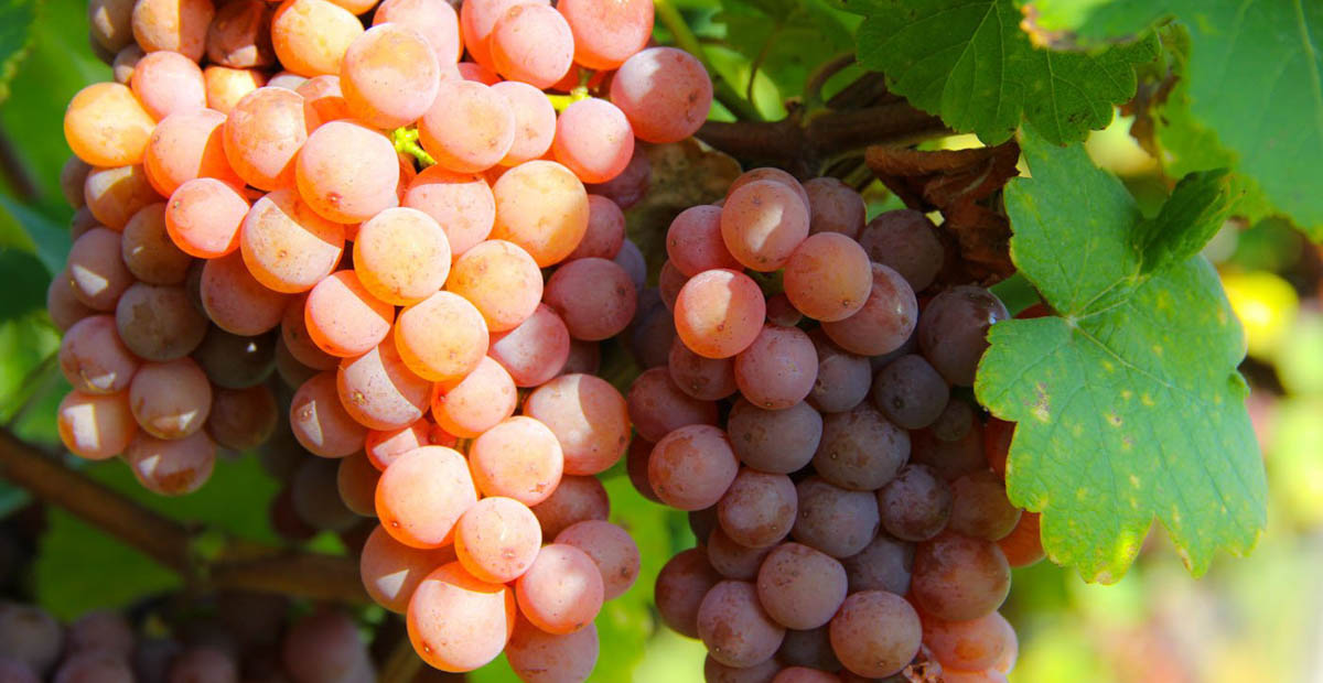 Gewurztraminer จาก Alsace