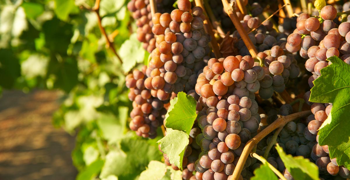 Pinot Grigio จากอิตาลี