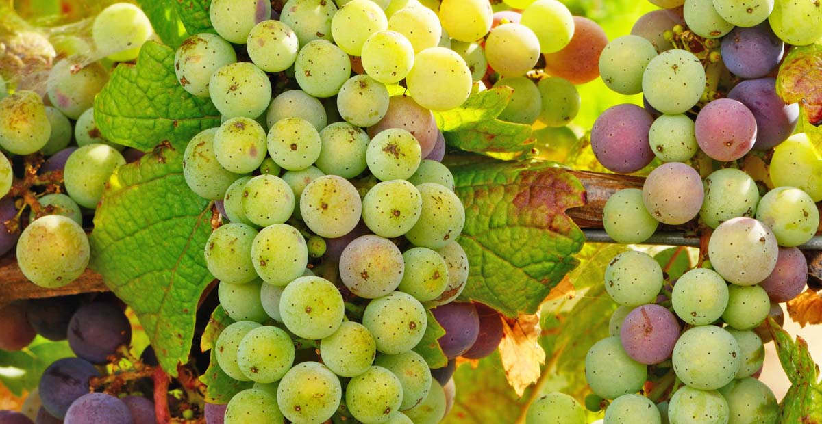 Riesling ไวน์ขาวหอมสดชื่นจากเยอรมนีและอัลซาส