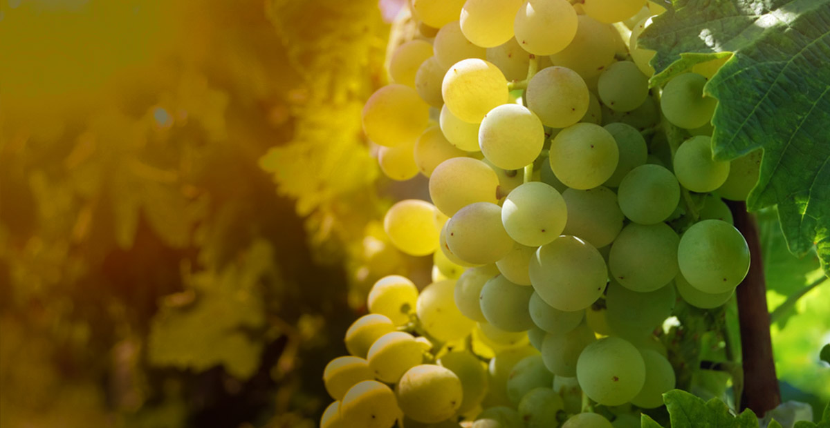 Sauvignon Blanc จาก Marlborough