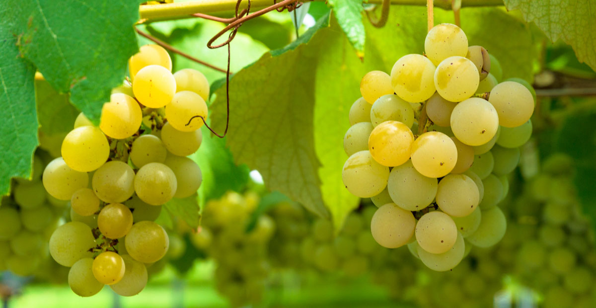 Semillon จาก Sauternes Bordeaux