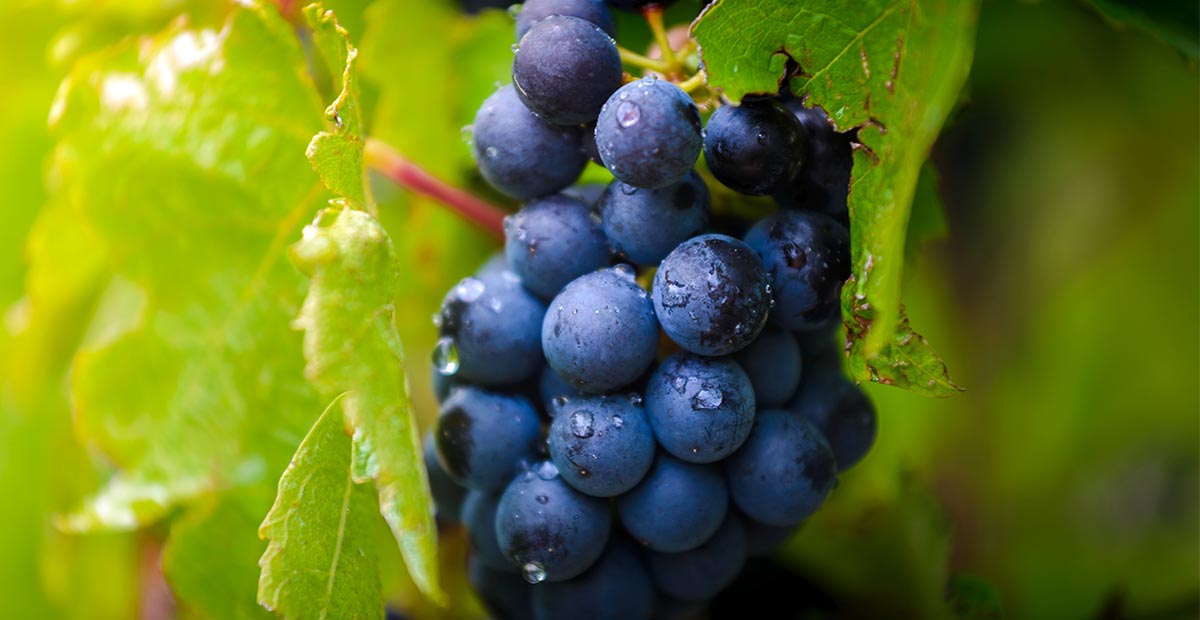 รู้จักกับแคว้น Beaujolais กับเทศกาลไวน์ระดับโลก
