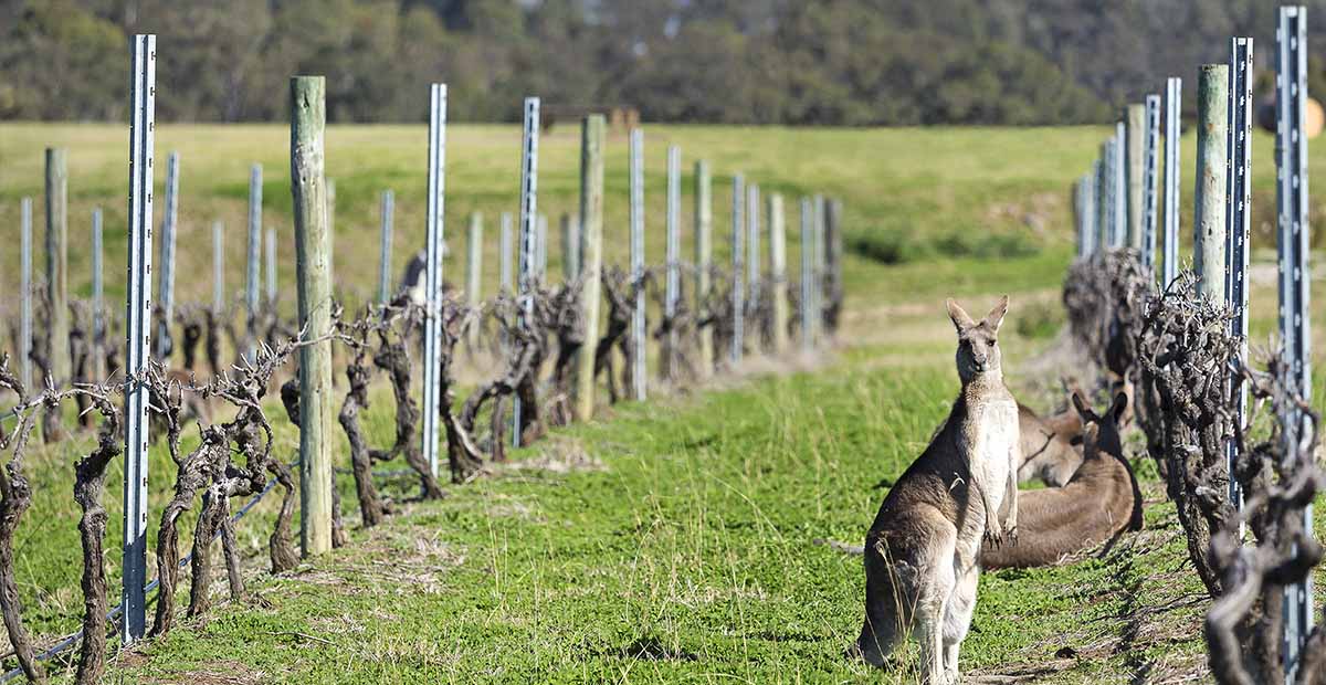 Margaret River ศูนย์รวมไวน์ออสเตรเลียคุณภาพ