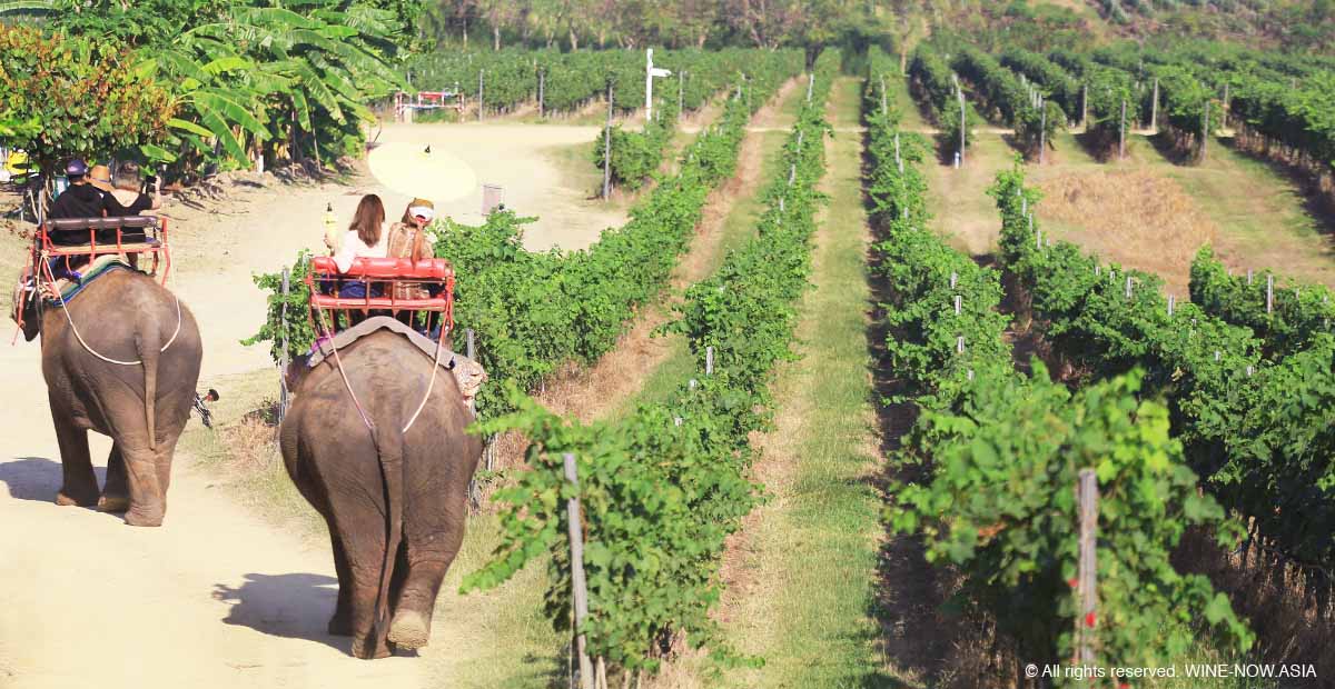 Monsoon Valley Harvest Fes-Elephent.jpg