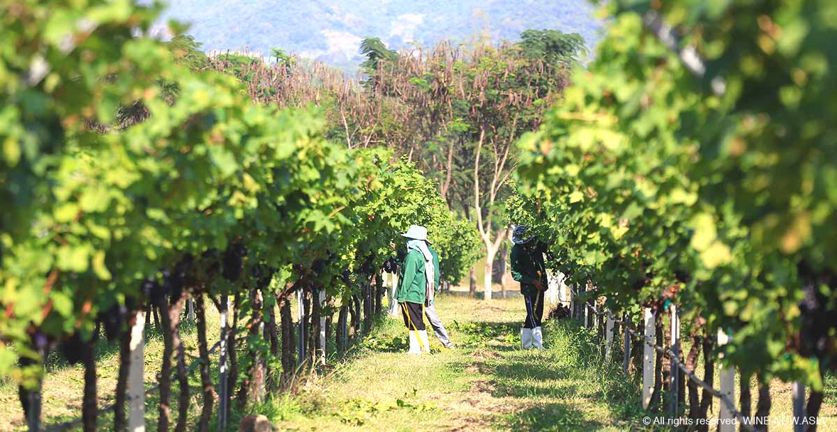 Monsoon Valley Harvest Fes-Harvest