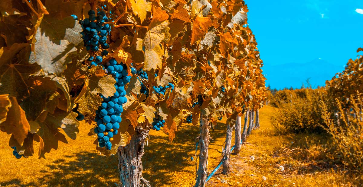 Argentina Grape
