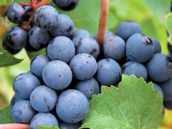 wwlklcabernet sauvignon