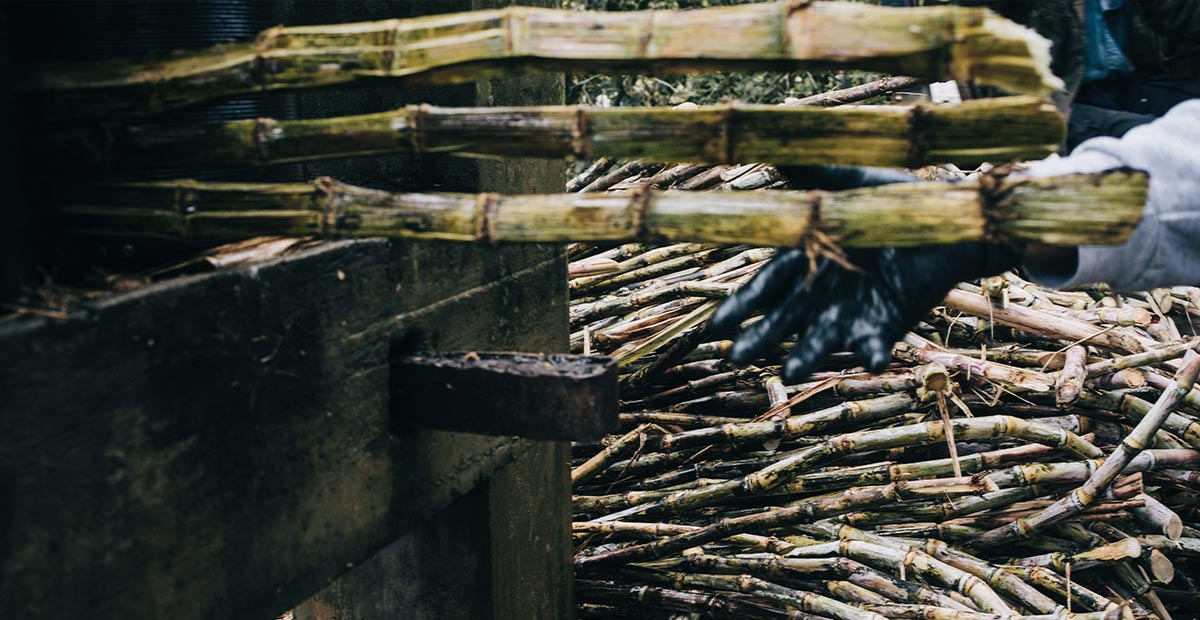 Sugar cane