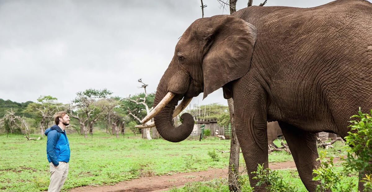 African Elephant