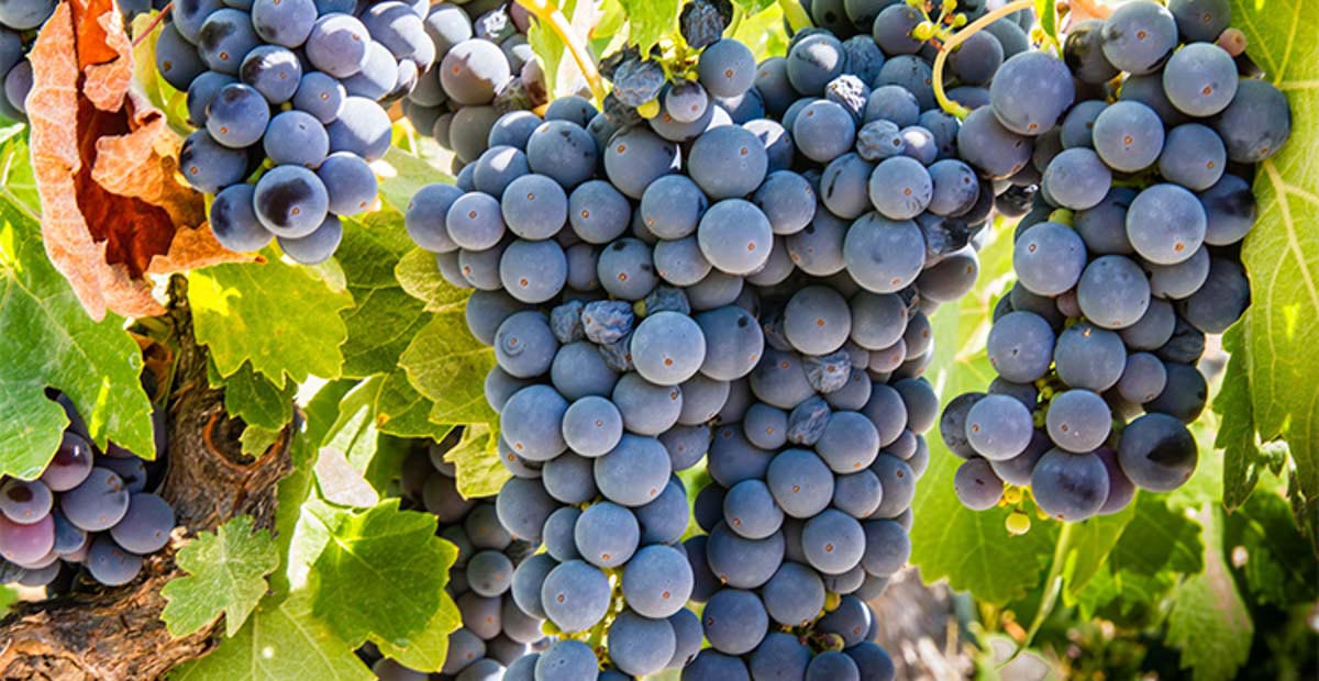 Sangiovese Grosso Sangiovese Grosso