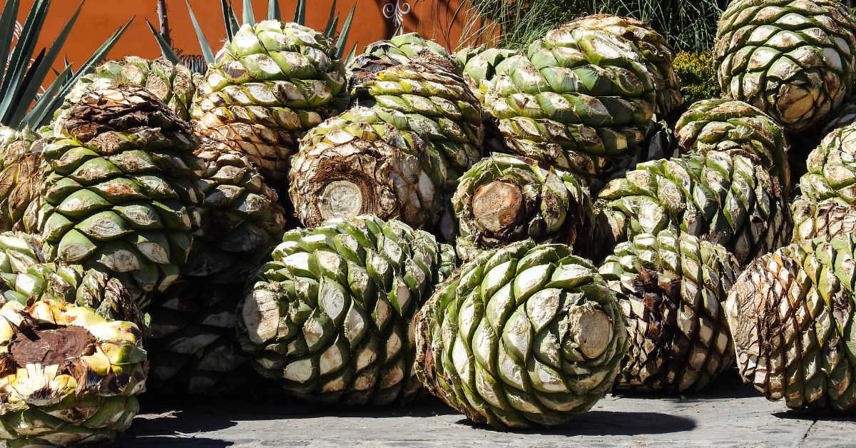 Agave