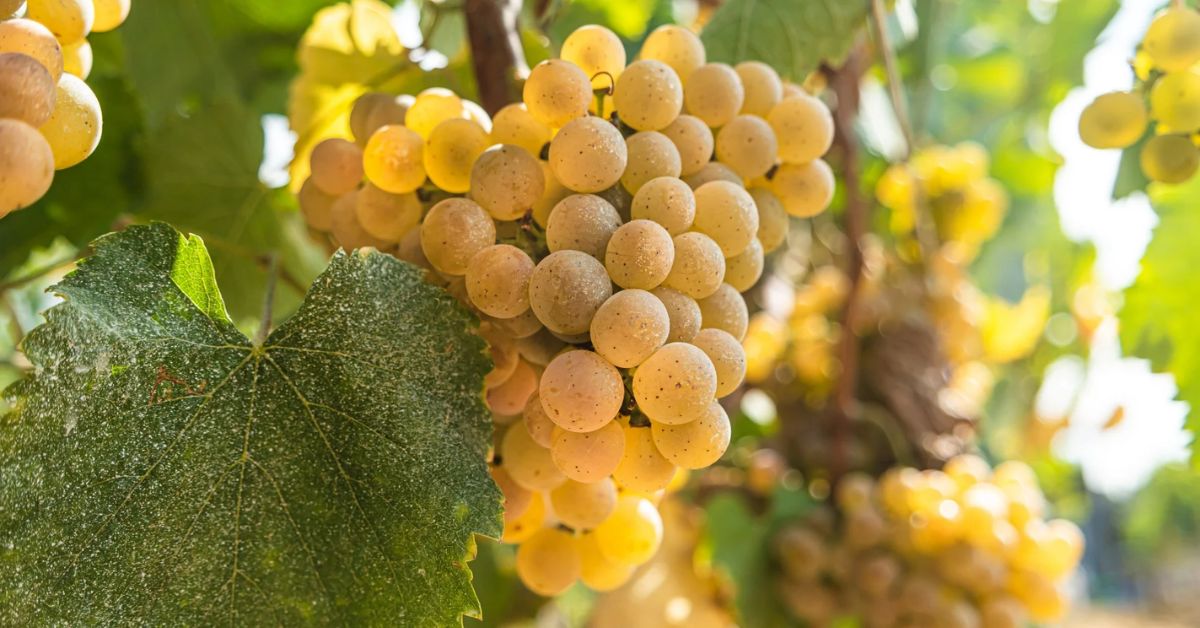 Albariño
