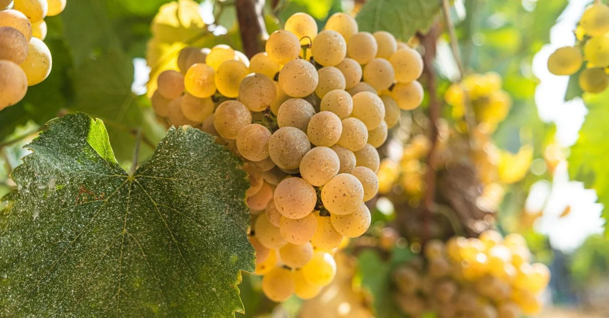 Albariño
