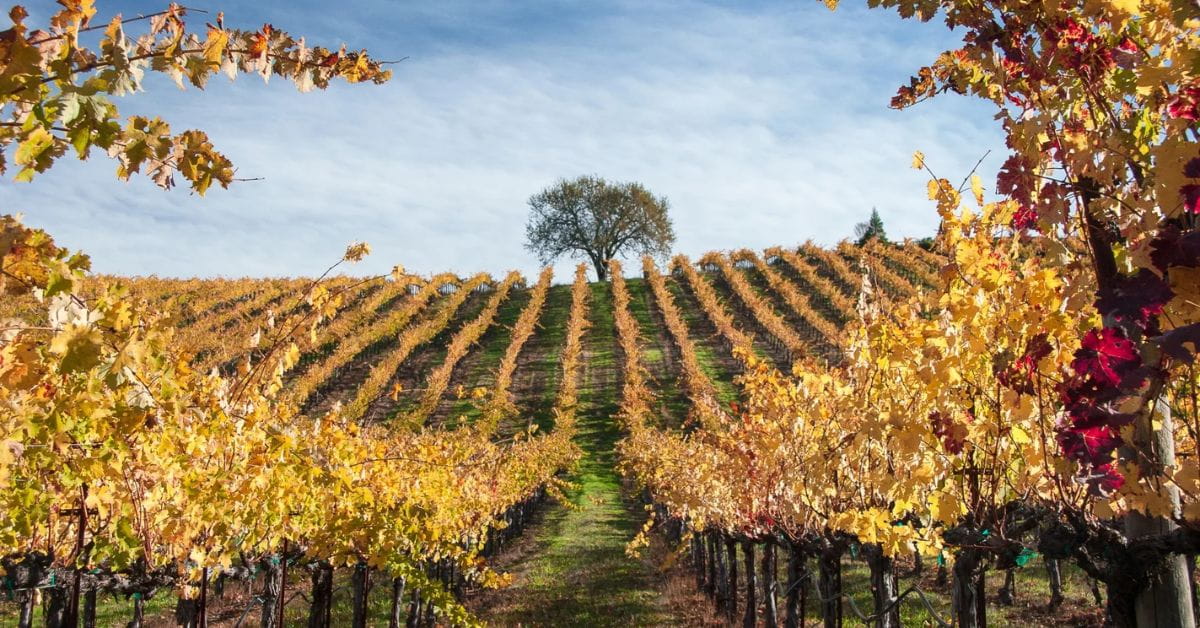 California Beyond Napa