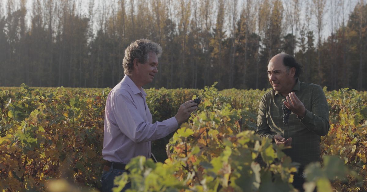 Almaviva Grape Inspection