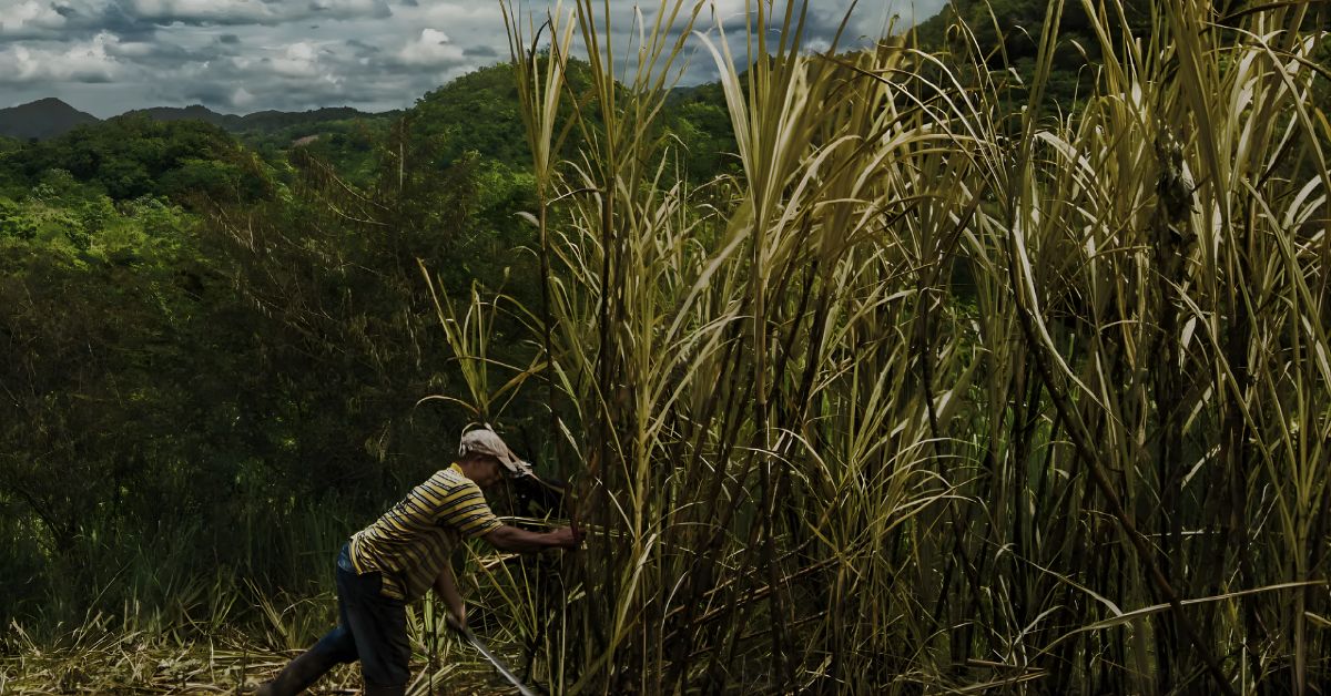 Appleton Estate Sugar Cane