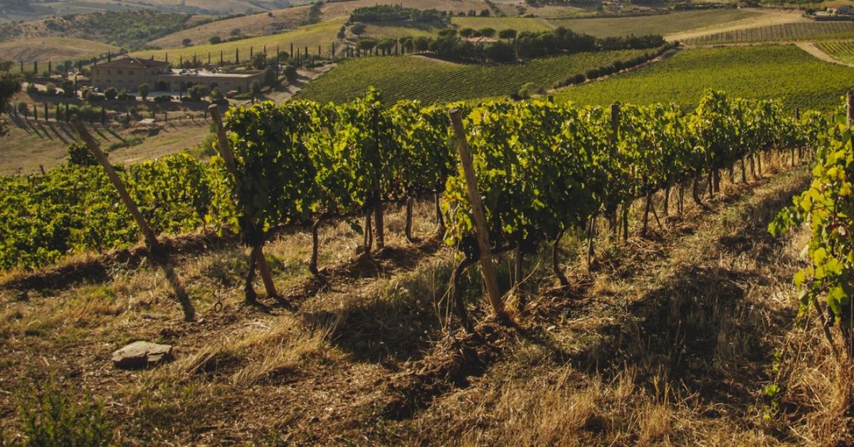 Brancaia Grape