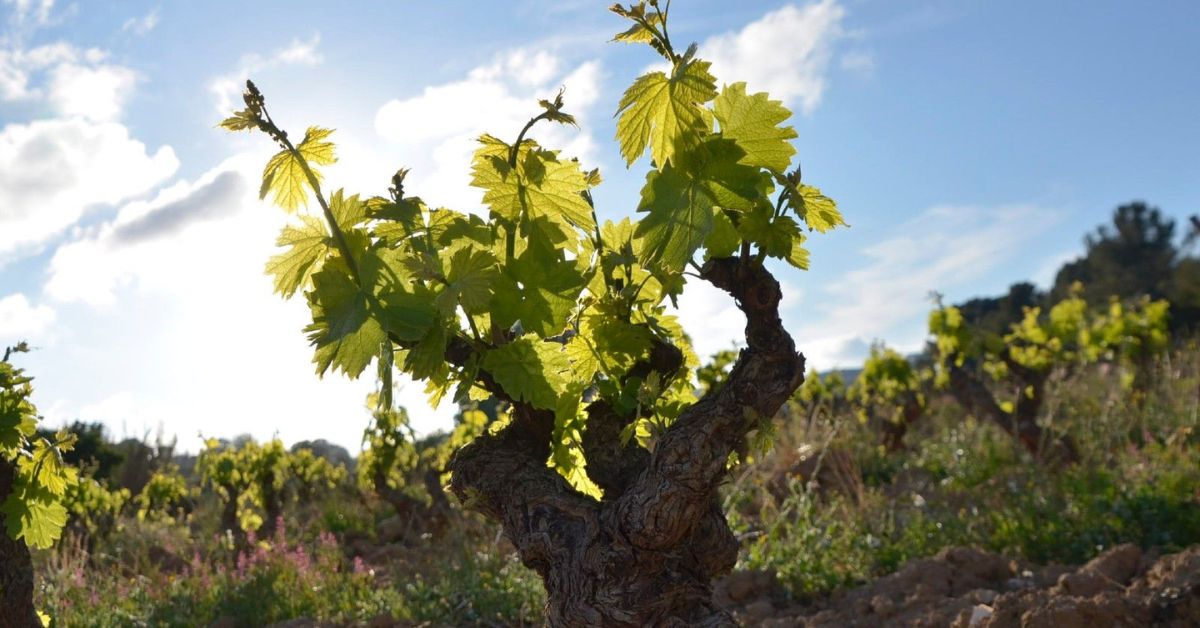 Bandol – Mourvèdre