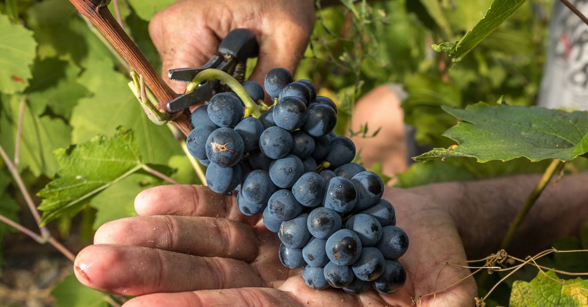 Beaujolais Cru