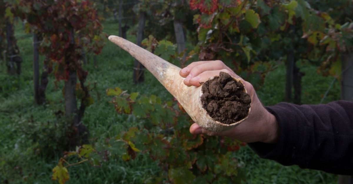 Biodynamic Viticulture