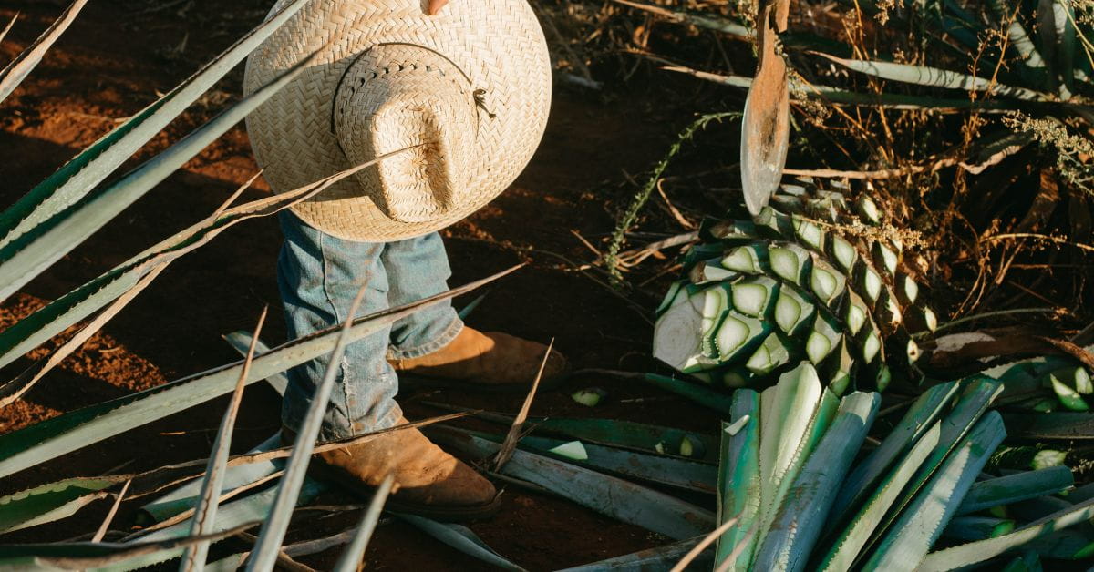 Blue Agave