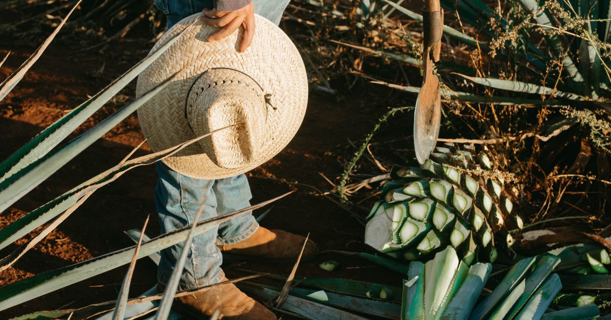 Blue Webber Agave