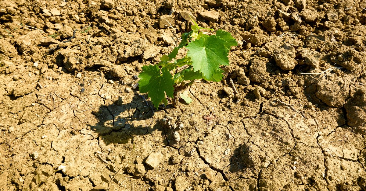 Right Bank Clay Soil