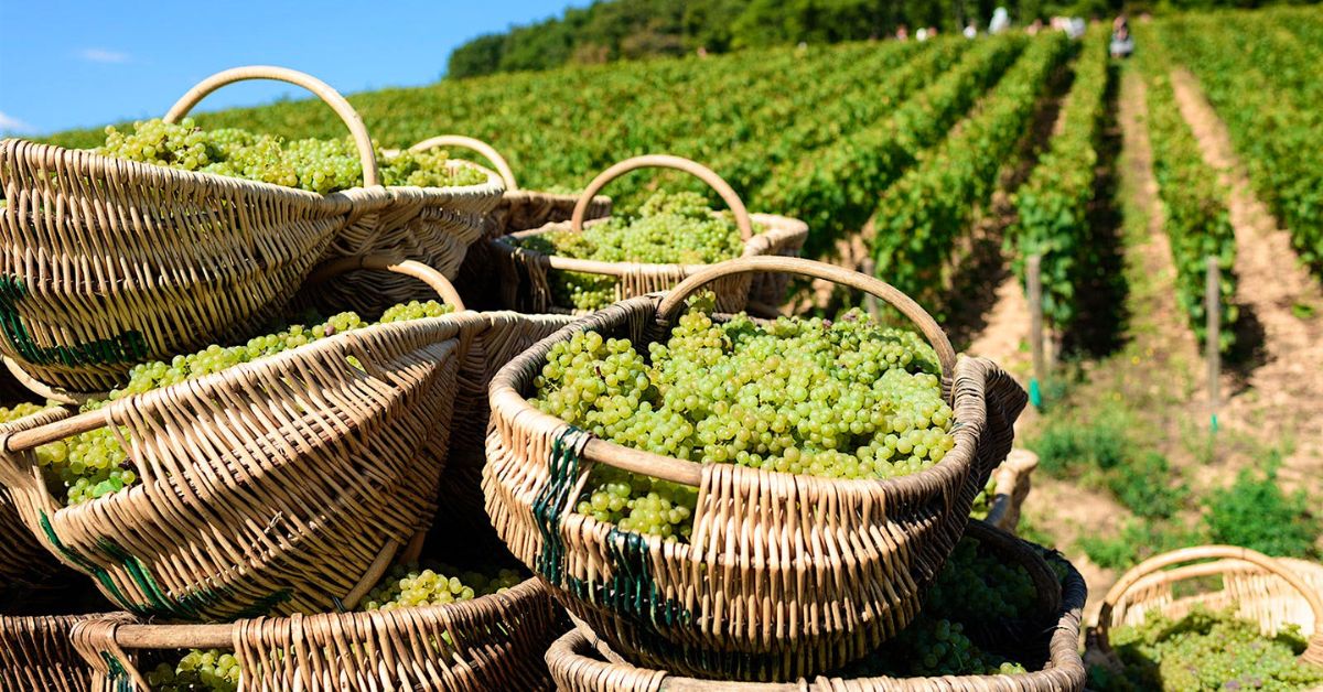 Burgundy Chardonay