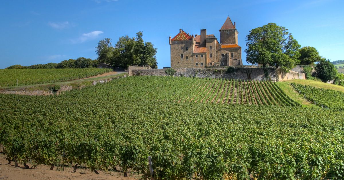 Burgundy Vineyard