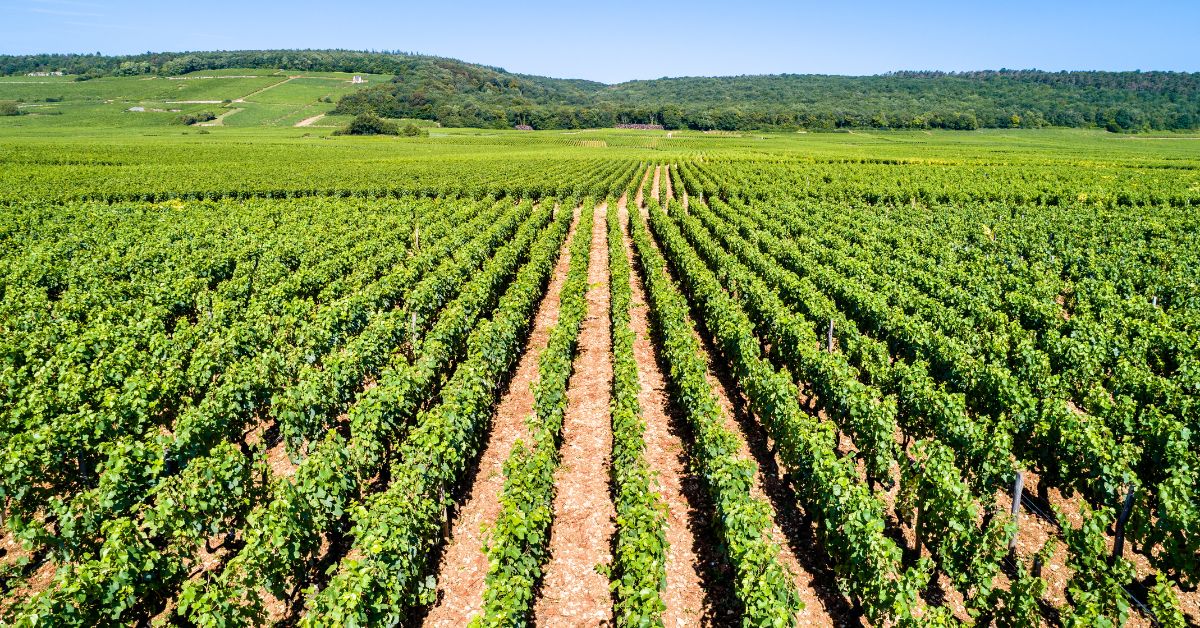 Côte de Nuits