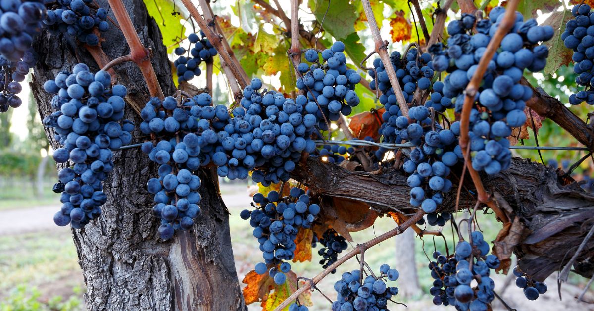 Cabernet Sauvignon