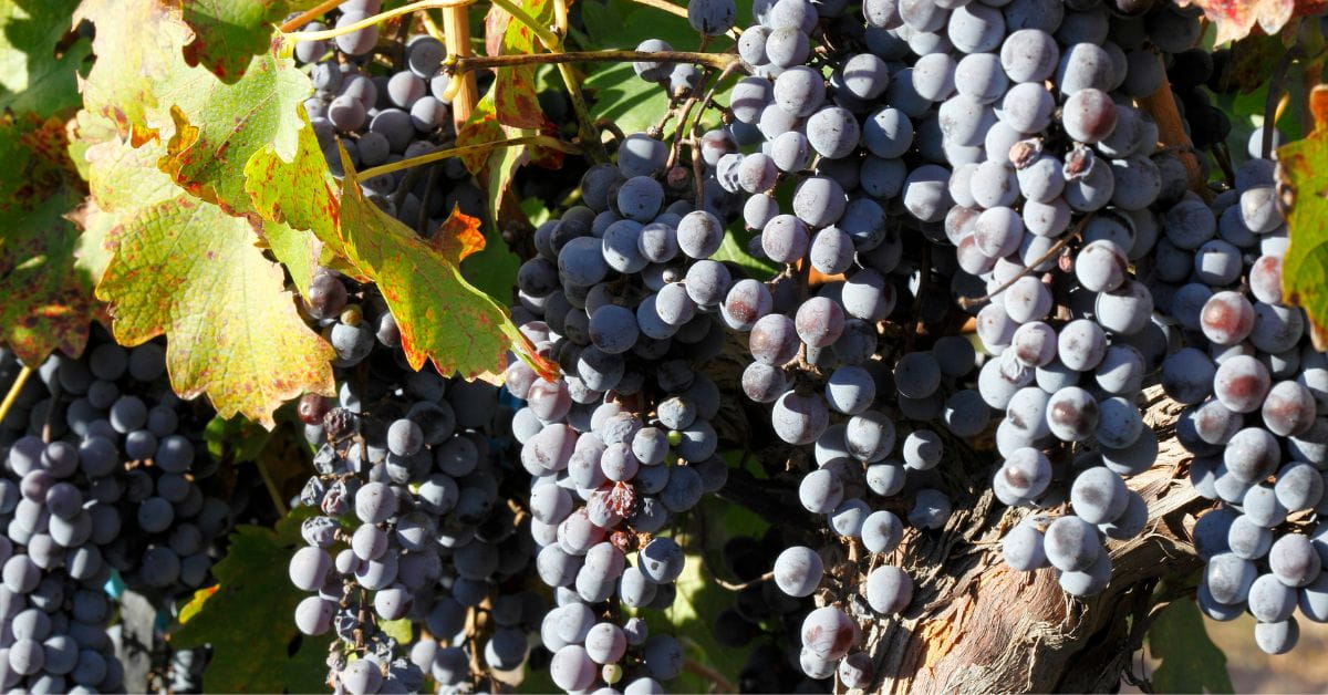 Cabernet Sauvignon