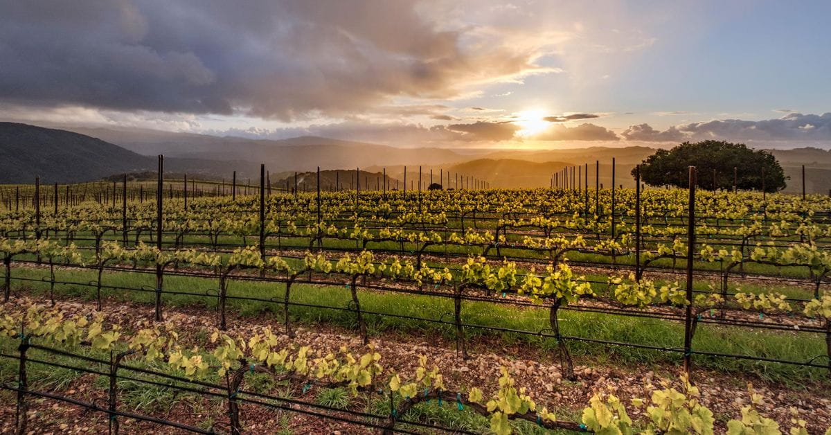 California Vineyard