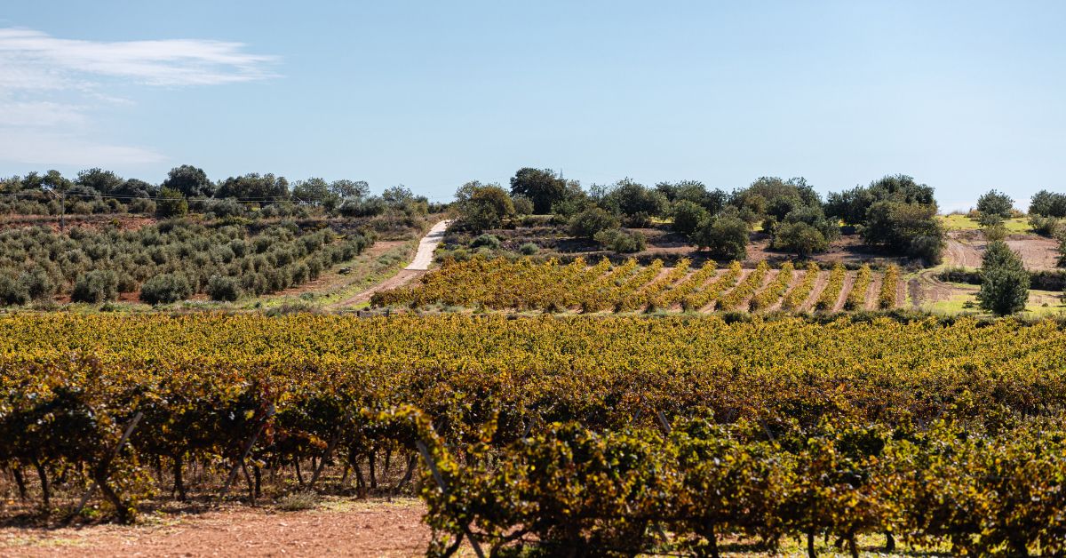 Cava Vineyard