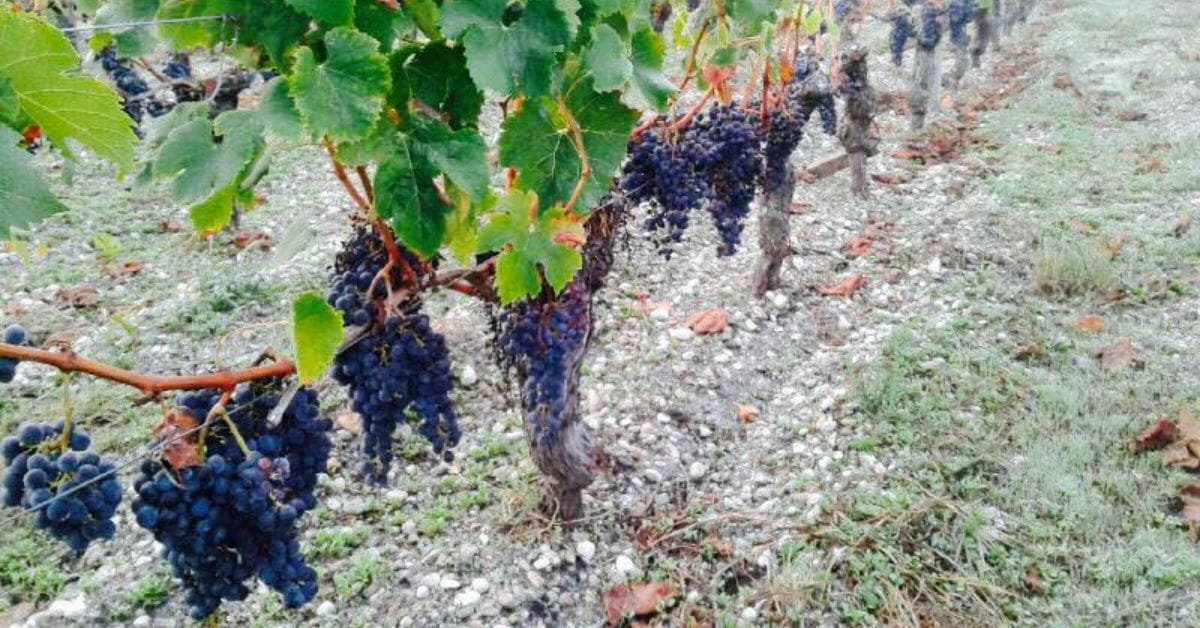 Château Haut-Bergey Grape