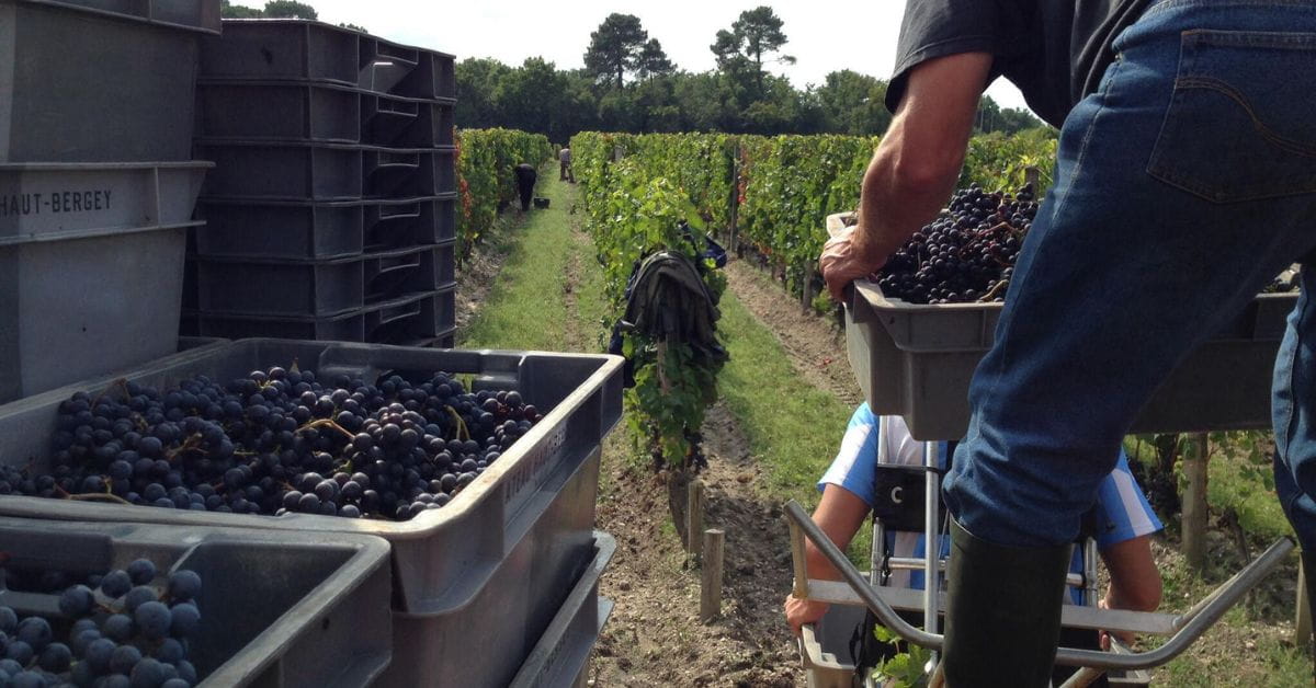 Haut-Bergey Harvest