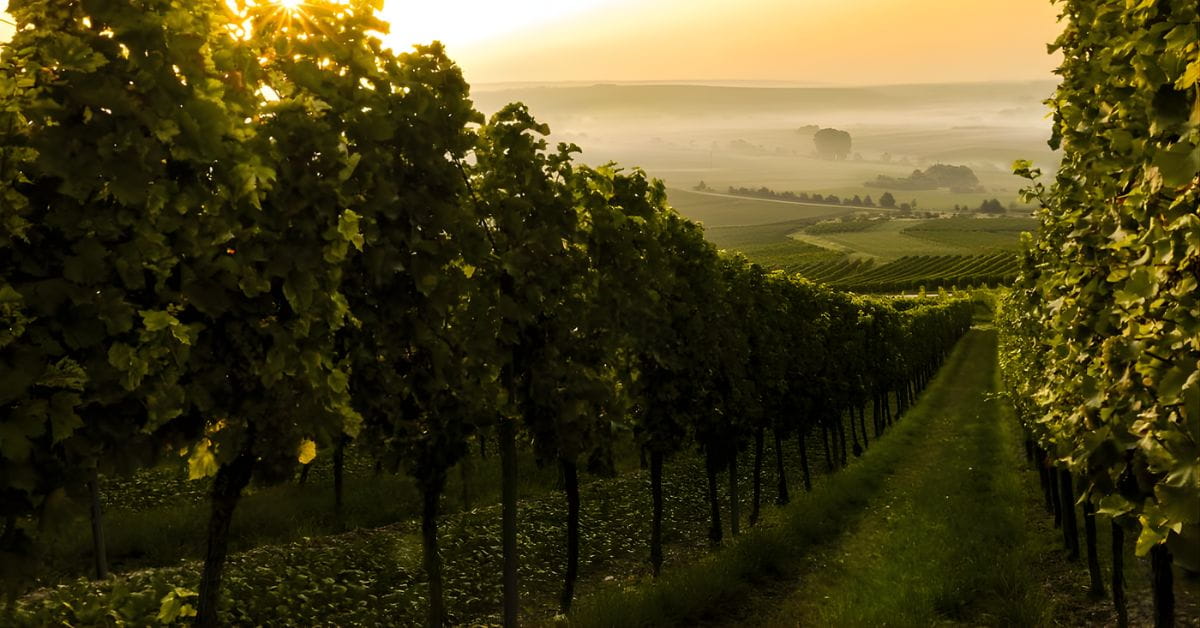 Champagne Albert Lebrun